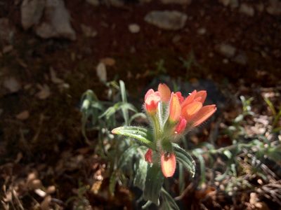 Castilleja scorzonerifolia, photographed by Leticia Jiménez Hernández