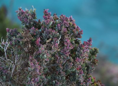 Exomis microphylla, photographed by Tony Rebelo