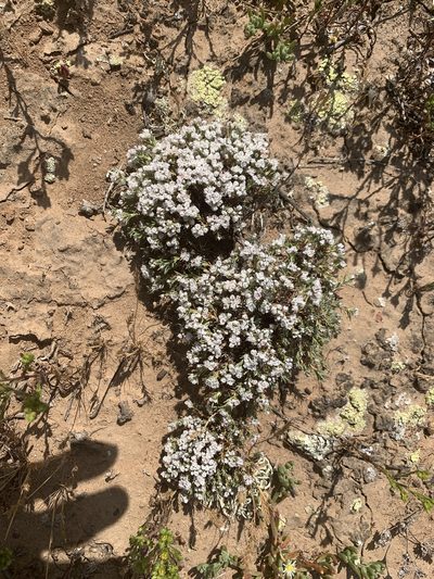 Eriogonum fastigiatum, photographed by Jim Riley