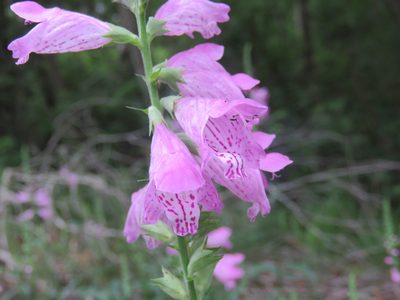 Physostegia pulchella, photographed by Laura Clark