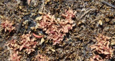 Elatine brachysperma, photographed by Millie Basden