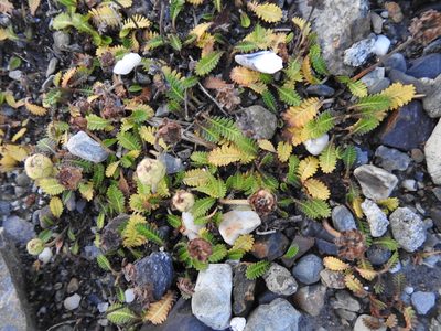Leptinella scariosa, photographed by María Regina Silva