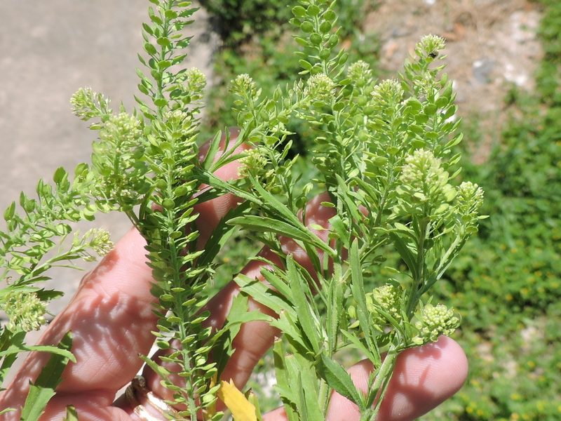 Lepidium austrinum, photographed by Sam Kieschnick