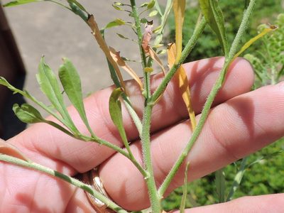 Lepidium austrinum, photographed by Sam Kieschnick