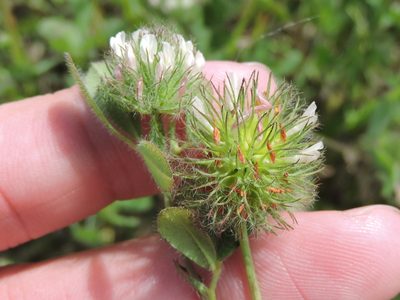 Trifolium lappaceum, photographed by Sam Kieschnick