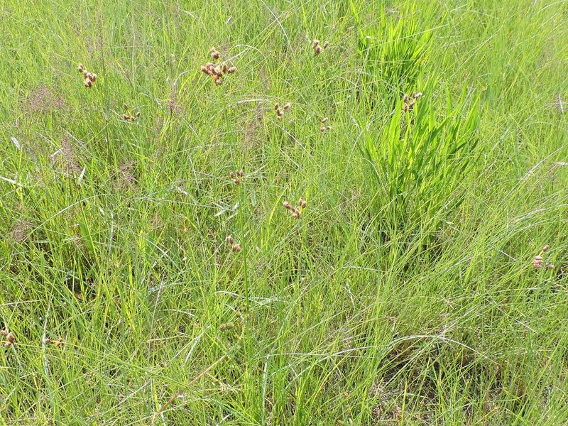 Fimbristylis puberula, photographed by Sam Kieschnick