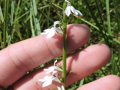 Lobelia appendiculata, photographed by Sam Kieschnick