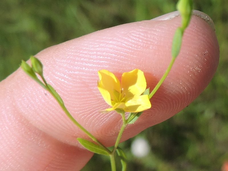 Oenothera spachiana, photographed by Sam Kieschnick