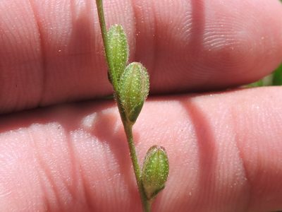 Oenothera spachiana, photographed by Sam Kieschnick