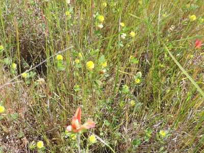 Oenothera spachiana, photographed by Sam Kieschnick
