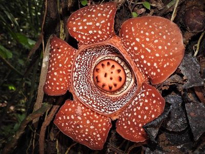 Rafflesia lagascae, photographed by Pauline Carmel Joy Eje