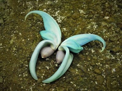 Strongylodon macrobotrys, photographed by Pauline Carmel Joy Eje