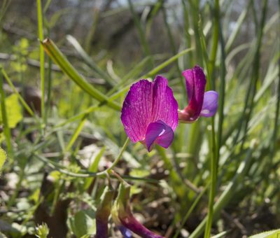 Lathyrus digitatus, photographed by katunchik
