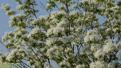 Chionanthus retusus, photographed by Kim, Hyun-tae