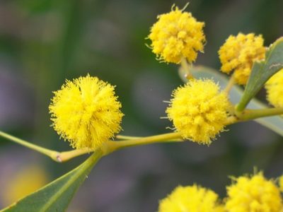 Acacia retinodes, photographed by Daniel Capilla
