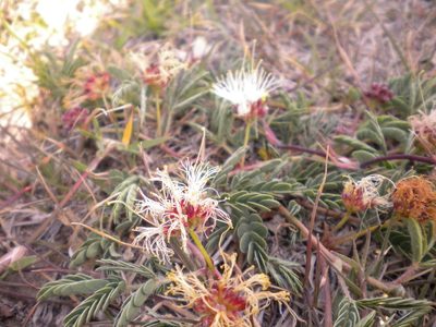 Calliandra humilis, photographed by Carlos Martorell