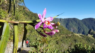 Sobralia dichotoma, photographed by Callan Bird