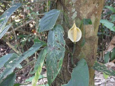 Monstera obliqua, photographed by Callan Bird