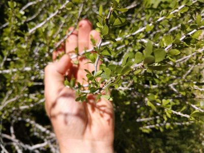 Schaefferia cuneifolia, photographed by Cleveland Powell