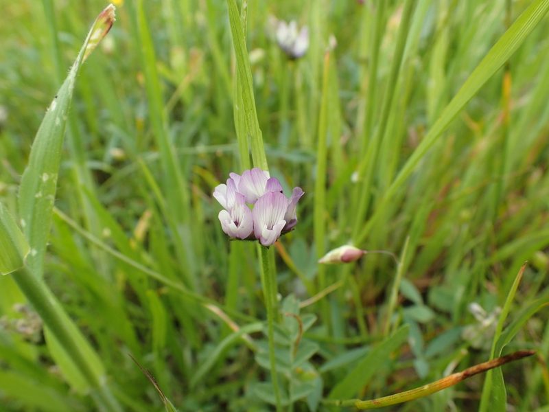 Astragalus breweri, photographed by Scott Yarger