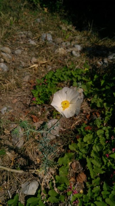 Argemone grandiflora, photographed by Martín Márquez