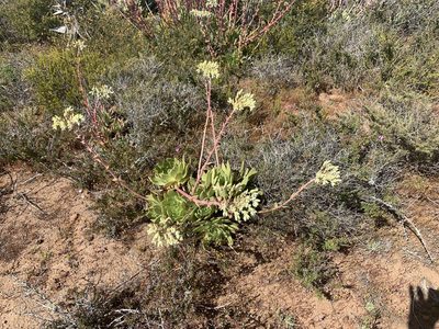 Dudleya ingens, photographed by Jim Riley