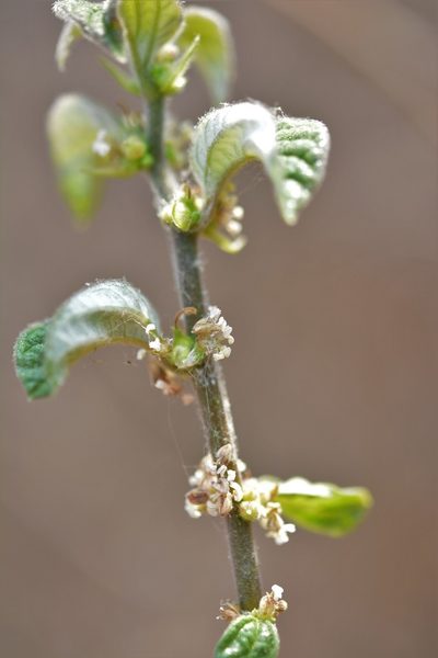 Pouzolzia occidentalis, photographed by Neptalí Ramírez Marcial