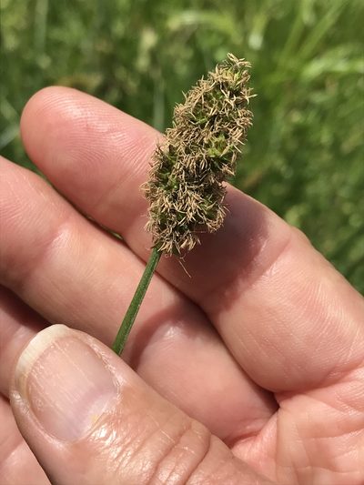 Carex densa, photographed by LJ Moore-McClelland