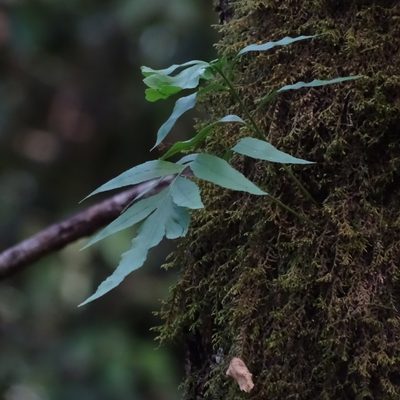 Synammia feuillei, photographed by Cristian Riquelme
