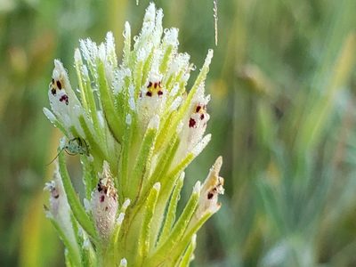Castilleja attenuata, photographed by Mary K. Hanson