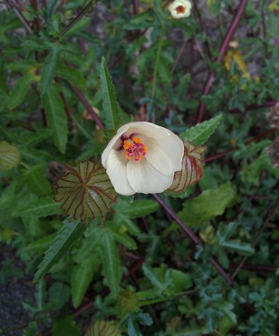 Hibiscus richardsonii, photographed by Peter de Lange