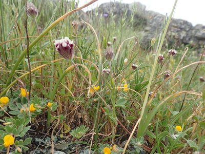 Trifolium dichotomum, photographed by Scott Yarger