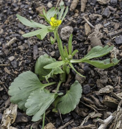 Ranunculus inamoenus, photographed by Craig Martin