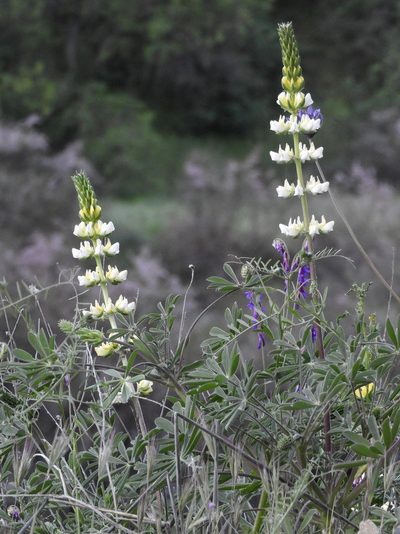 Lupinus luteolus, photographed by Mary K. Hanson