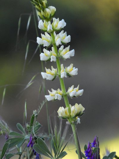 Lupinus luteolus, photographed by Mary K. Hanson