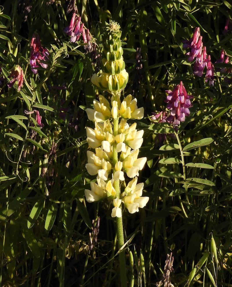 Lupinus luteolus, photographed by Mary K. Hanson