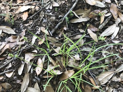 Carex retroflexa, photographed by Zinogre