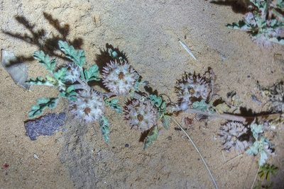 Neurada procumbens, photographed by Kristof Zyskowski