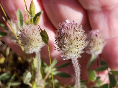 Trifolium albopurpureum, photographed by Mary K. Hanson