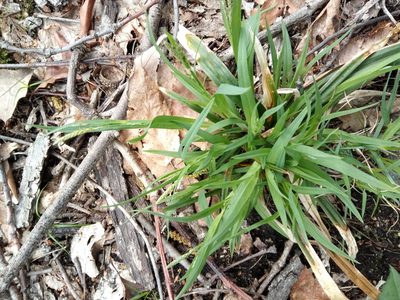 Carex laxiflora, photographed by Zihao Wang