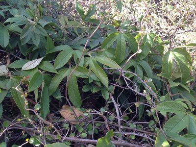 Passiflora tripartita, photographed by Sarah Richardson