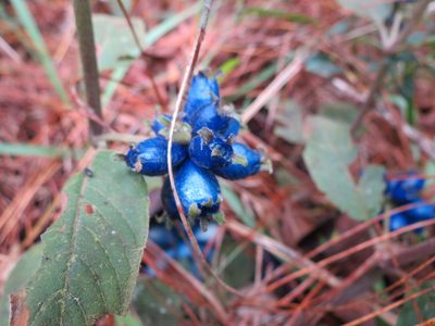 Coccocypselum hirsutum, photographed by Daniel Hincapie