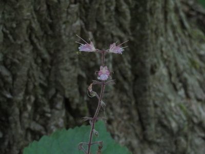 Collinsonia verticillata, photographed by yajapin