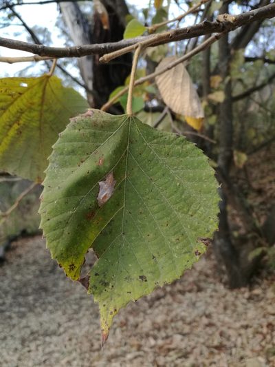 Tilia mexicana, photographed by Juan Carlos Pérez Magaña