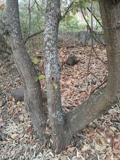 Tilia mexicana, photographed by Juan Carlos Pérez Magaña
