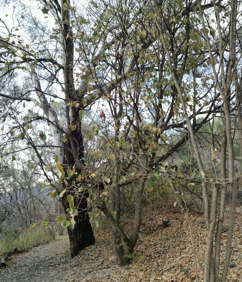 Tilia mexicana, photographed by Juan Carlos Pérez Magaña