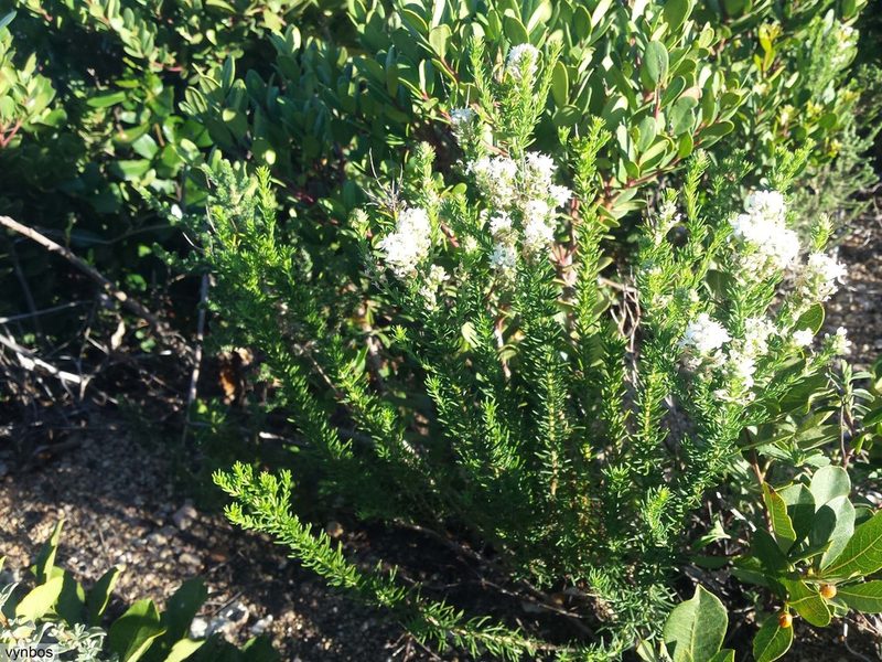 Selago polystachia, photographed by Chris Vynbos