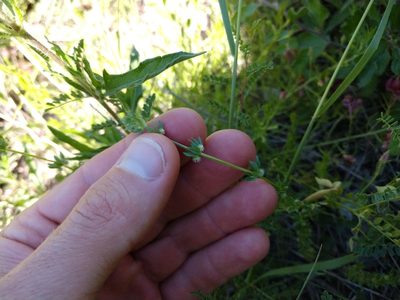 Galium virgatum, photographed by Cleveland Powell