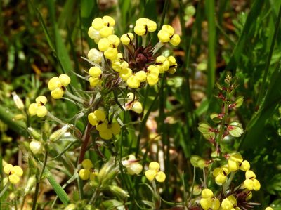 Triphysaria eriantha, photographed by Mary K. Hanson