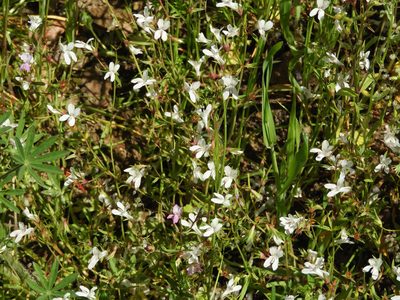 Collinsia sparsiflora, photographed by Mary K. Hanson
